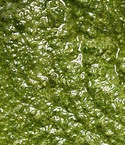 Bimby, Pesto